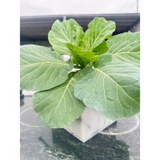 大理石花器 簡約盆栽 方形居家綠植裝飾, 圓花瓶