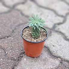 괴마옥 파인애플 선인장 다육식물 아프리카식물 개업 집들이 선물 선인장키우기 윤스가든, 1개, 기본포트_식물만