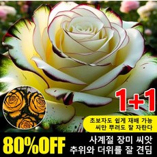 1+1 다두 도트 장미 씨앗, 200알