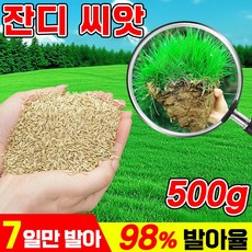 [초특가] 7일 발아 잔디 씨앗 사계절 잔디 씨앗 고급 잔디씨앗 가을 파종 최적기, 1개, 500g