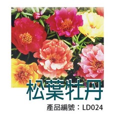 【醬米資材】DIY種子栽種松葉牡丹 親子園藝 輕鬆打造綠意生活, 1個