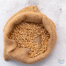 [정성든]호라산밀 3kg 터키산 고대곡물 햇곡 이집트쌀 잡곡 슈퍼푸드, 1개