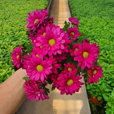 [무지개꽃/색상선택] 미니 국화 (꽃크기 3cm 소국 화분), 04. 자주색 (스위프티 퍼플), 1개