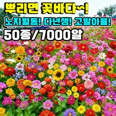 [7000알 넘어~!] 플라워가든 프리미엄 씨앗 세트 사계절 개화 꽃밭 혼합 씨앗 4계절 노지 월동 다년생 야생화 꽃씨 모음, 1개