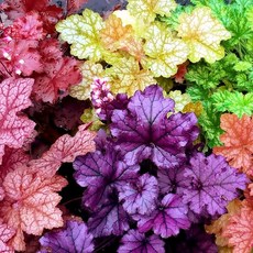 휴체라 (휴케라) 혼합색 씨앗 소포장 대포장 선택구매, 1개, 소포장 50립