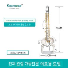 골반 모형 요추 뼈 도구 학교 실습 미니 병원 신체 대퇴골 인체 교육 모델, 3. 화이트 다이나믹 척추 골반 미니