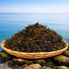 완도 산지직송 생톳 톳나물, 2kg, 1개