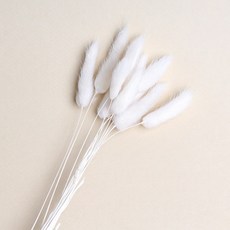 화연양화 프리저브드플라워 선별 라그라스 강아지풀 10개입, 01 화이트