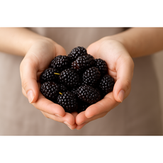 신선계절가 국산 고창 냉동 토종오디, 1개, 2kg