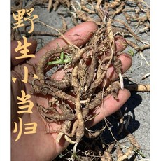 야생소당귀 티베트당귀 티베트린즈 해발 3500미터이상 소당귀 건화물 100g, 1개