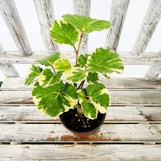 에덴플랜트 무늬 파비안 소품 파비앙 인테리어 공기정화식물 반려 관엽