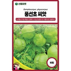 세계종묘 풍선초 씨앗 10립 넝쿨성 덩굴화초 꽃씨 종자, 1개 1개