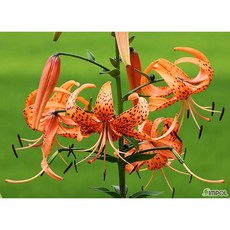 [평창][3포트]참나리, 3개