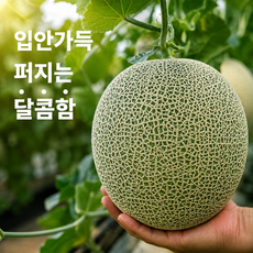 머스크 멜론 [산지직송], 1개, 1kg이상[1수]