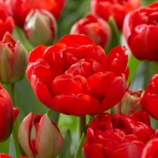 [나은식물원]21.[튤립 모종] 미란다-10cm 2포트