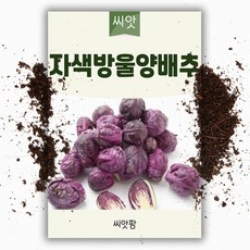 자색 방울양배추씨앗 30립 다다기 양배추 채소 씨앗
