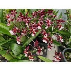 [신라난농원]재이락 프라그란스.예쁜쵸코색.아주좋은향.쵸콜릿향.고급.인기상품.재입고(꽃대없음).필독뒷사진참고., 1개