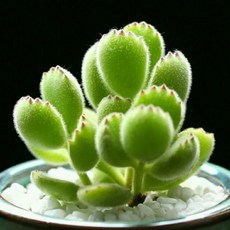 【小鮮肉肉】熊童子種子(10粒裝) 景天科銀波屬 熊掌多肉植物種子 台灣現貨, 1個, 單購-種子一份(10粒裝)