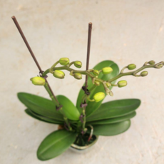 [초록공기] 백조 (몽우리 쌍대) 호접란 난키우기 가정원예 개화주 모종꽃 서양란, 1개