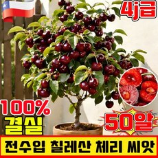 전수입 칠레산 체리 씨앗 칠레산체리씨앗 4j급 라지 체리 씨앗 노지 월동 다년생 체리 씨앗 프리미엄 씨앗 집에서 키우는 체리 종자 양질 4J급, 50개