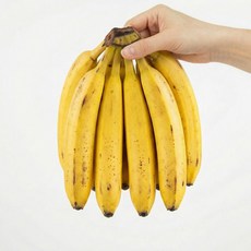[제니네 제철과일] SG 산지발송 베트남 고산지 바나나, 1개, 송이 3kg 내외
