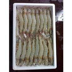 태안왕새우