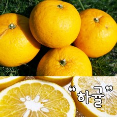 제주 서귀포 저농약 하귤 아마나스 5kg 10kg