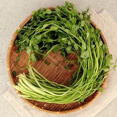 [오초록] 세척완료 향긋한 김해 미나리 800g(400g 내외 x 2단), 없음