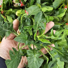 남해 해풍 맞고 자란 노지 햇 보물초 시금치, 1kg, 1박스