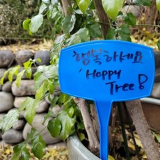 식집사 화분 이름표 특대형 50cm 수목이름표 나무이름표, 없음
