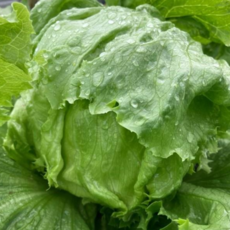 싱글벙글 국내산 양상추 1개, 450g