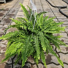 보스톤 고사리 대품 (행잉화분+받침+행잉고리2색상+영양제) 공기정화식물 보스턴 고사리 아비가든, 1개