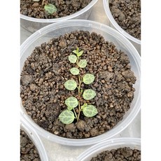 霍特盛典 海龜串椒草仿真植物，室內裝飾觀葉植物，兩條一組，免澆水易打理, 1個, 帶側芽枝條(10公分)