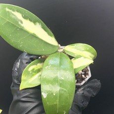 호야 아큐타 바리에가타 동일품배송