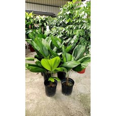 霏霏園藝 圓扇8吋盆 特價出貨 園藝盆栽 居家裝飾, 1個