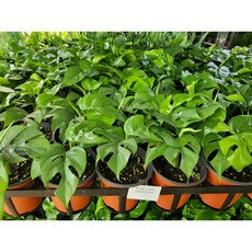 1+1 히메몬스테라 소품 15~30cm 35