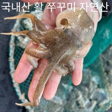 활쭈꾸미 1kg 국내산 자연산 제철 7-13미 볶음 샤브샤브 해산물, 1박스, 1kg (7-13미)