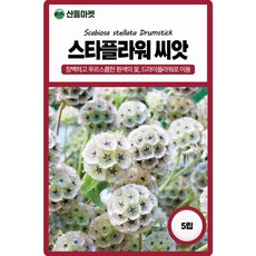세계종묘 스타플라워 씨앗 5립 스타플라워 꽃씨 종자, 1개