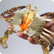 연안 제철 꽃게 봄 알배기 암꽃게 활꽃게 햇꽃게, 1박스, 2kg 활 소 암꽃게(6-9미내외)