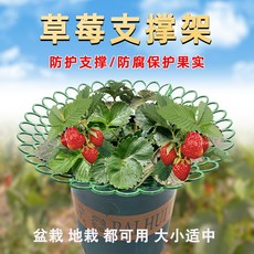 新款 快速安裝 大款草莓支架草莓苗種植架 小番茄/太陽花架盆栽草莓神器防爛果實支撐防護(綠色/1只)防爛果實支撐防護, 1個, 綠色