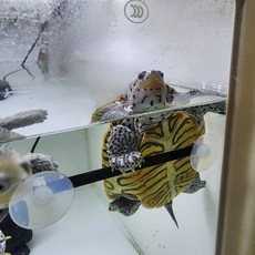 거북이 쉼쉬기 안전바 터틀홈, 1개, 블랙