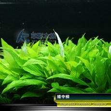 AC草影 矮中柳 水上葉 八株 水草 新手水草, 1個