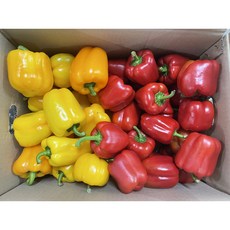 미소진 신선한 파프리카 혼합 빨강노랑, 1박스, 1kg(혼합)