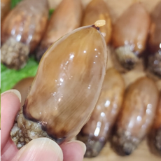 [품질보장] 생물 활 미더덕 회, 1박스