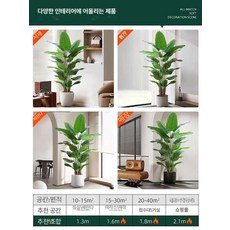 극락조 조화나무 여인초, 추천 장면 사이즈