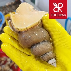 제철 생물 백고동 백골뱅이 통골뱅이, 1개, 자숙백고동 1kg (실중량250g/냉동)