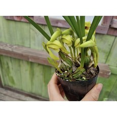 막실라니아, 1개