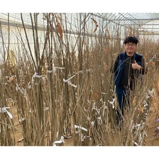 밤나무묘목 대보(왕밤), 옥광, 상묘, 1개