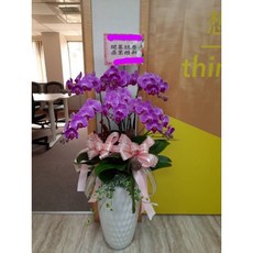 蝴蝶蘭盆栽-六株組合-開幕喬遷榮升盆栽, 1個