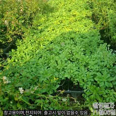 지피식물 기린초 여름꽃 야생화 1주 포트묘 정원조경용 그라운드커버 식물 묘목 노지월동 (같이가치농원)